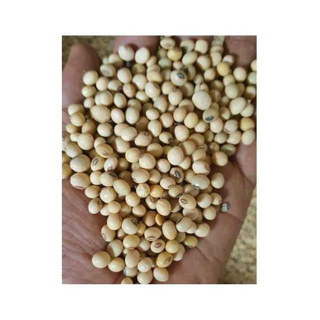 Ethiopia Non Gmo Soya bean Style Dried Storage Type dry Brand Name HAJUTA Drying Process AD Content contact us Shelf Life 2 - Image 1