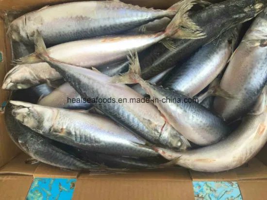 Frozen Blue Mackerel Fish/Chub Mackerel Style Whole Origin China Model NO. 022 Processing BQF HS Code 03035400 Trademark - Image 6