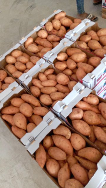 Sweet potatoes Organic No Freshness Level Fresh - Image 3