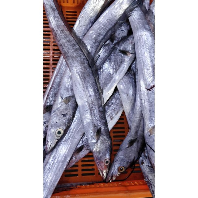 Frozen Ribbon Fish Professionally Frozen Marine Selection Ensuring Fresh Quality Standards For Seafood Importers - Image 3