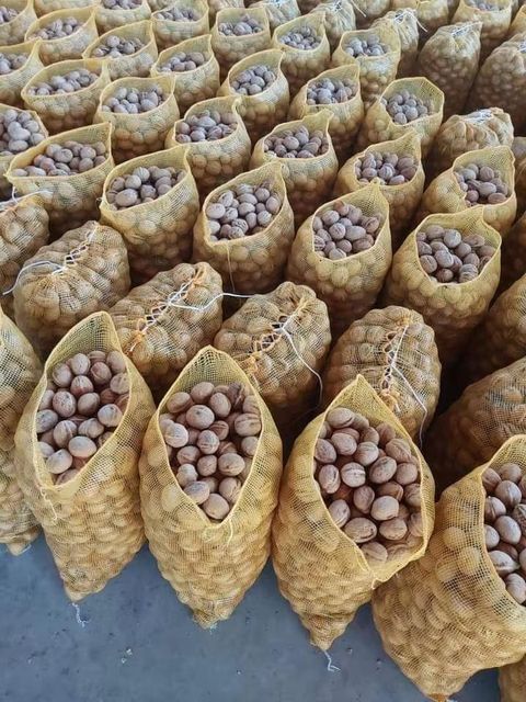 Bulk Walnuts for Export-High Qualiy and Affordable price Size 28-36mm Grade premium Type In Shell Certification ISO Max. Moisture (%) - Image 2