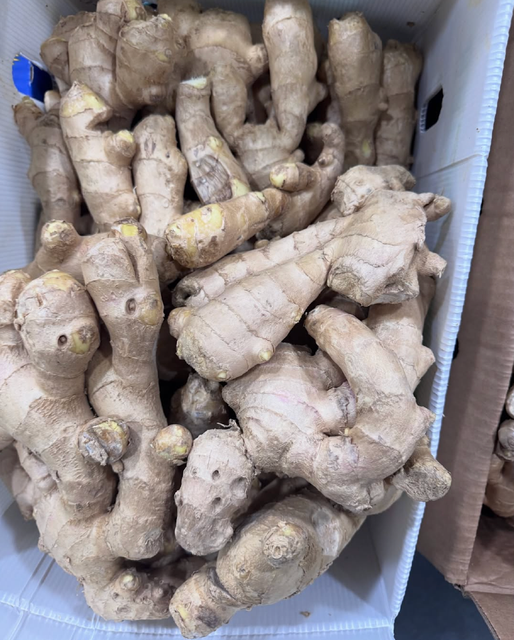 SUPER FRESH HARVEST WHOLE GINGER LARGE SIZE,HIGH FIBER STRENGHT GINGER 13kg - Image 3