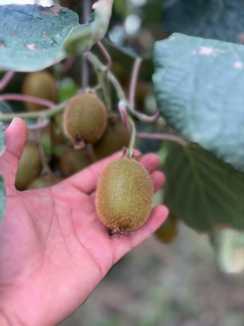 Fresh Kiwi Fruit - Image 2