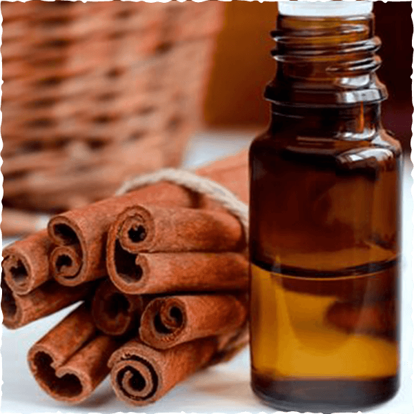 Cinnamon Essential Oil Place of Origin Vietnam Packaging 10ml, 20ml, 50ml glass bottle, 5l, 10l - Image 2