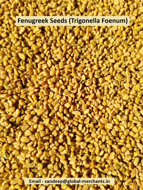 Fenugreek Seeds | Indian Methi Seeds | Whole Fenugreek Seeds | Premium Quality | Machine Cleaned | Bulk Export Supplier – product photo 3, product detail gallery