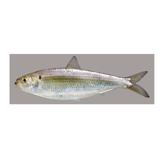 Good Sell Factory Directly Supply High Quality Frozen Herring Fish - Image 4