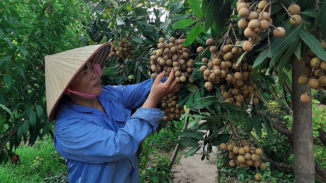Fresh Longan fruit Vietnam with high quality and good price for you - Image 3