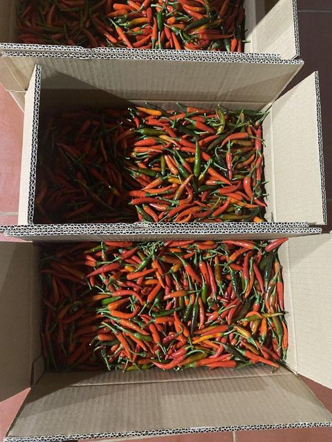 Frozen chilli (Stemless) Grade A Form Frozen Stem Status Stemless Place of Origin Vietnam Shelf Life 12-16 months Packaging Details Carton - Image 3