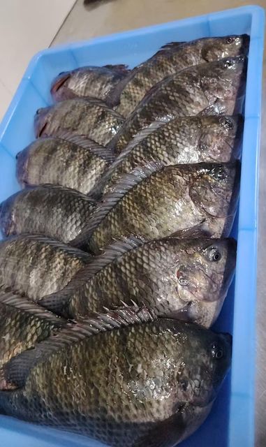 Tilapia Whole Round 300/500,500/800,800+ - Image 4