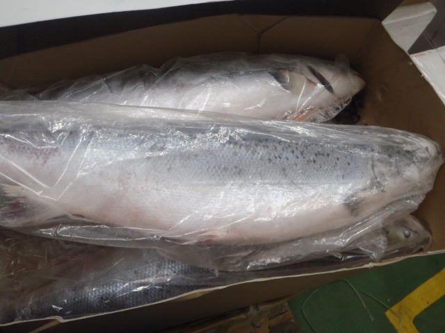 NORWEIGIAN SALMON WHOLE HEAD-ON GUTTED SUPERIOR 5/6 KG/FISH Content Fish - Image 4