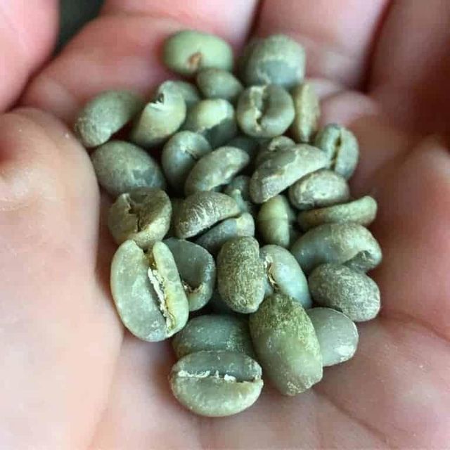 Green Coffee Beans for Custom Roasting Projects with Fresh Raw Beans and Excellent Brewing Potential - Image 3