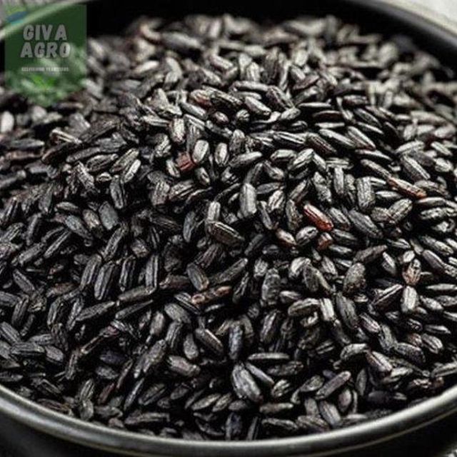 Japonica Rice - Image 1