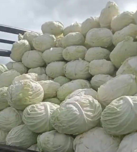 Fresh White Cabbage, 1.2 to 2 KG per head Organic Yes Origin Other Head Weight 1.2–2 Kg Freshness Level Fresh Packaging 20 Kg Mesh Bag - Image 3