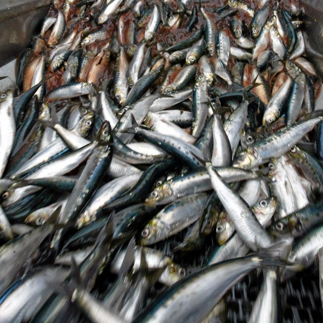 Capelin Fish Supplier Offering Custom Packaging Flexible MOQ and Reliable Shipping for International Buyers - Image 2