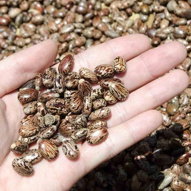 Premium Castor Seeds - Image 2