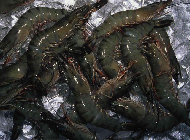 Black Tiger Shrimp - Image 1