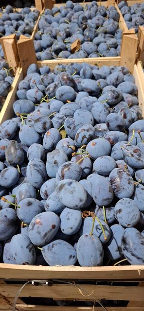 Fresh Stanley Plums Texture Tender Variety Stanley Color Deep Purple Shelf Life Reliable Storage Type Refrigerated Packaging 9 kg wooden boxes - Image 3