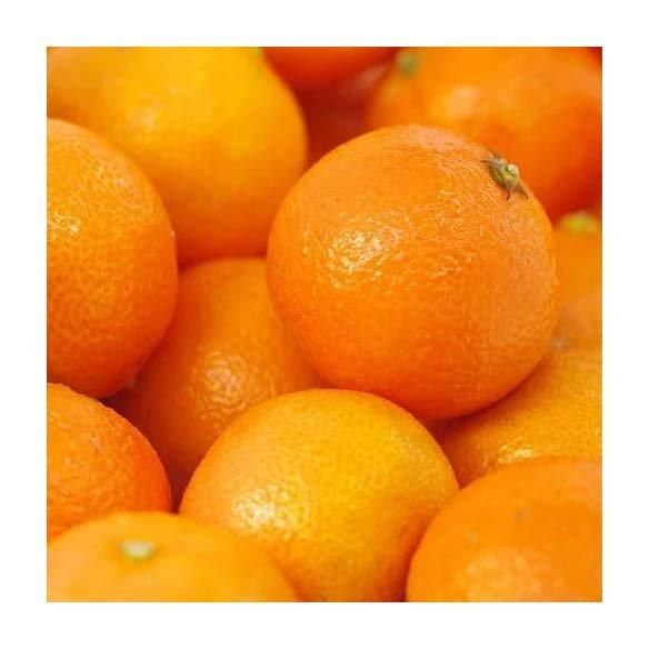 Fresh Navel Valencia orange and Mandarin oranges Citrus from Ready to export season - Image 3