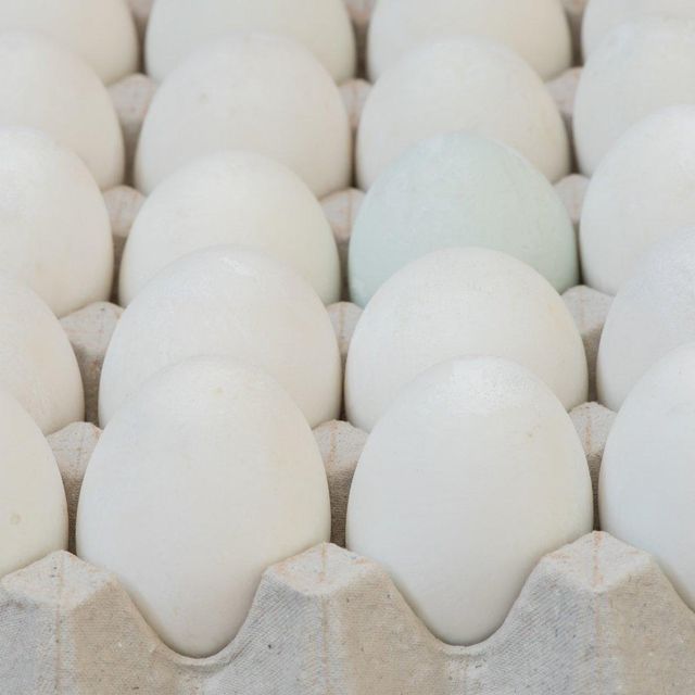 Farm Raised Chicken Eggs Clean Table Chicken Eggs For Retail Chains Food Service Industry And Global Supply - Image 1