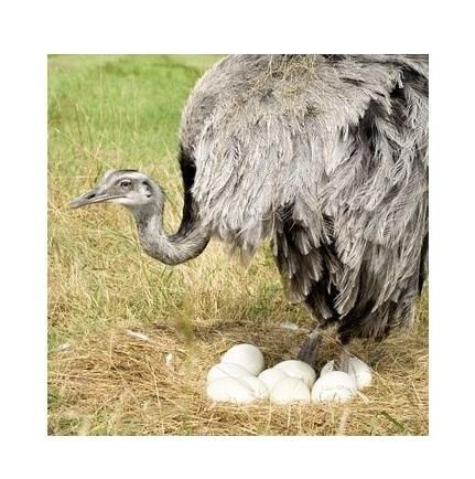 Ostrich Eggs For Sale Grade top Type Eggs Form Eggs Fertility Rate High Genetic Diversity Diverse Breeding Stock Health Healthy - Image 2