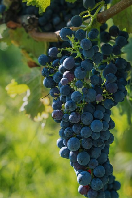 Fresh Grapes Color Black, Green, Red - Image 2