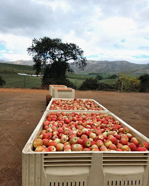 Premium Fresh Cripps Red Apples For Sale - Image 4