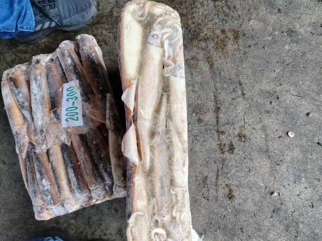 Premium Frozen Squid Whole Cleaned Seafood Export Quality Frozen Squid For Food Service Distribution And Wholesale Supply - Image 3