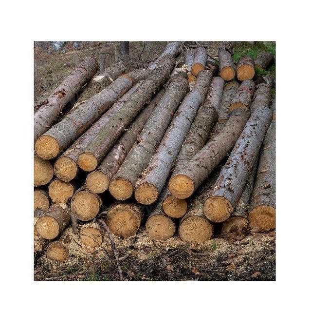 Pine, Hardwood timber, Teak wood / Pine wood logs, oak wood logs for supply at cheap price - Image 3