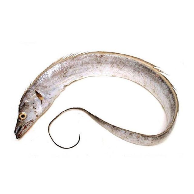Frozen Ribbon Fish Professionally Frozen Marine Selection Ensuring Fresh Quality Standards For Seafood Importers - Image 5