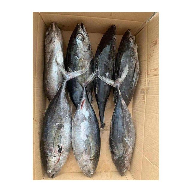 Factory price frozen yellowfin tuna supplied for wholesale sourcing programs - Image 4