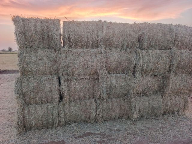 Rhodes grass - Image 3