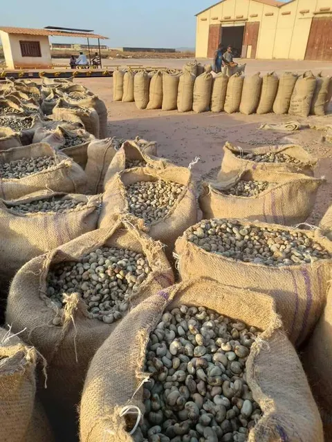 Raw Cashew Nuts - Image 3
