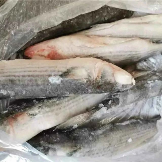 Buy Frozen Mullet at Wholesale Price Premium Quality Seafood with Fast Delivery for Restaurants and Home Chefs - Image 3