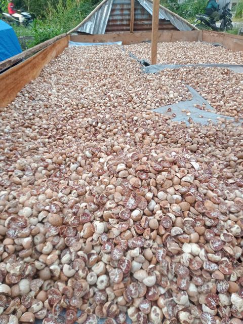 BETEL NUT Origin Sumatera, Indonesia Quality Standard Export Quality - Image 3