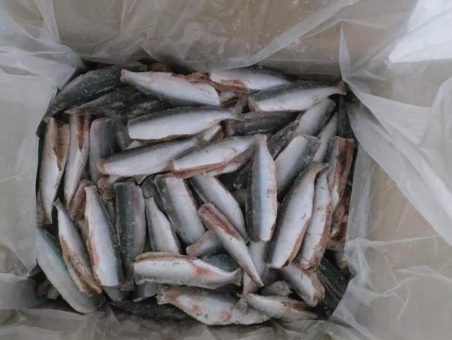 Frozen Sardine - Image 2