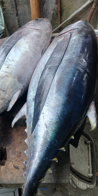 FROZEN ALBACORE TUNA - HIGH QUALITY Type FROZEN - Image 2
