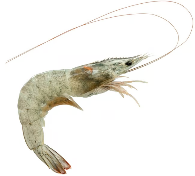 FJORU ASC White Tiger prawns raw 30/40 - Image 2