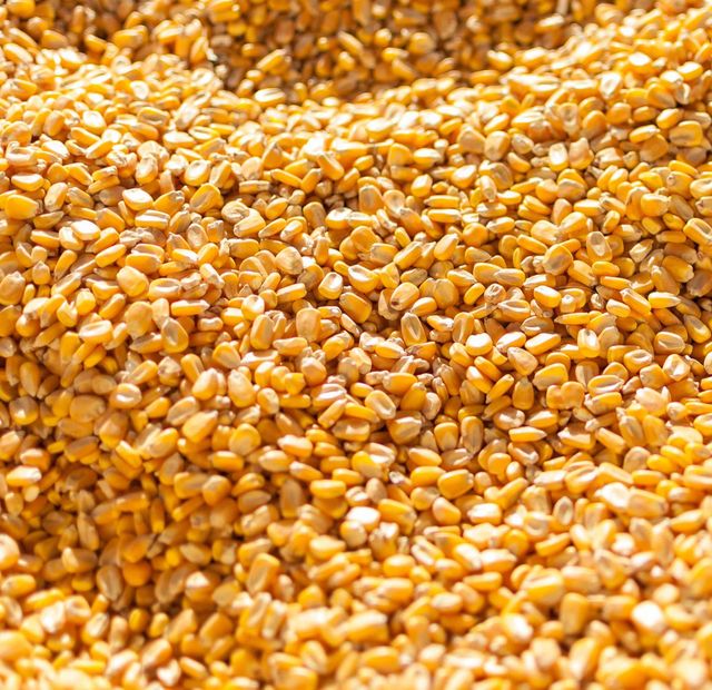 Organic Yellow Corn/Maize for Animal & Poultry Feed White Corn Sweet Corn for Human Consumption - Image 2