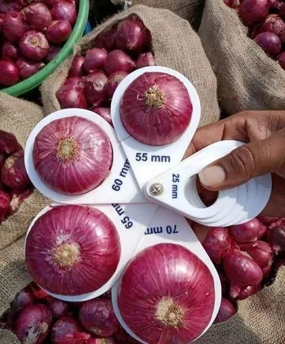 premium export quality fresh onions - Image 2