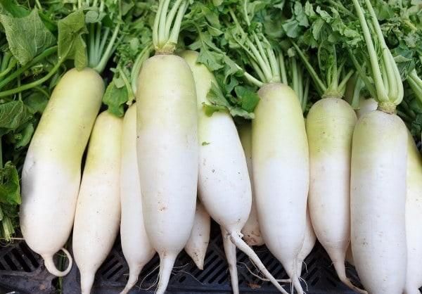 FRESH WHITE RADISH FOR SALE 2019 Type Radish Color White Style Fresh Weight (kg) 1 Content RADISH Taste Delicious Shelf Life 20 - Image 5