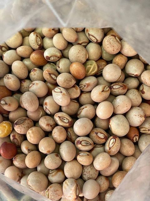 Check origin options below for my info... white quality organic Pigeon Peas from Nigeria - Image 3