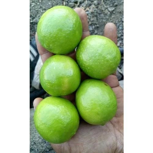Fresh Lemon Fruits Top Sales Natural Citrus From Vietnam Best quality wholesale Seedless Green Lime Premium Quality - Image 5