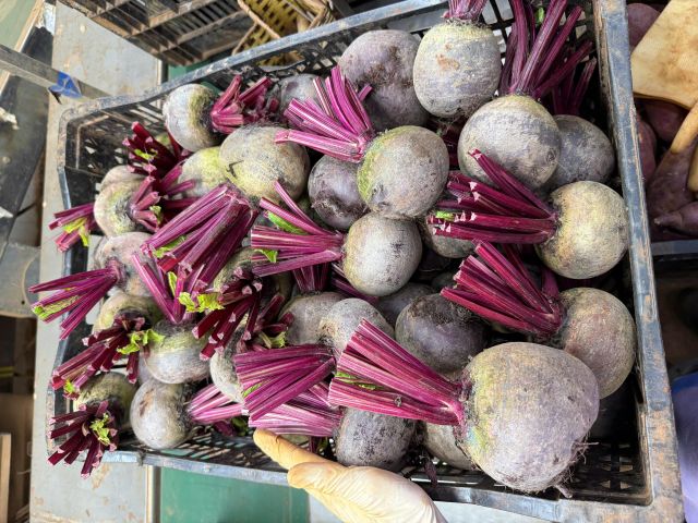 VIETNAM FRESH BEETROOT - Image 3