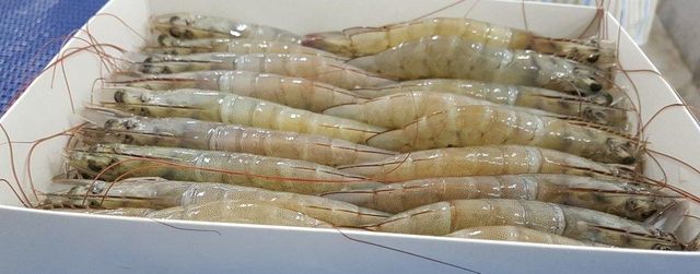 Frozen HOSO  ( Head On Shell On )   Vannamei Shrimp, Raw Frozen Seafood, Premium Quality Shrimp for Wholesale, Bulk Supp – product photo 3, product detail gallery