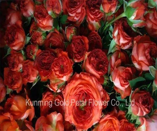 Fresh Cut Flower Rose Chocolates Rose for Best Decoration - Image 2