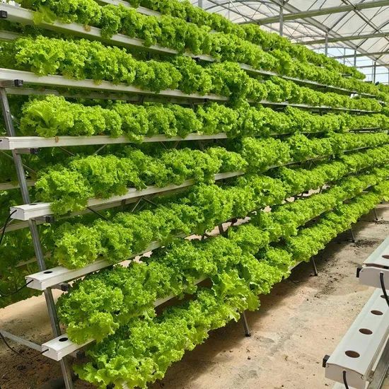 Nft Hydroponics System Designed for Fast Growing Asian Leafy Vegetable Crops - Image 5