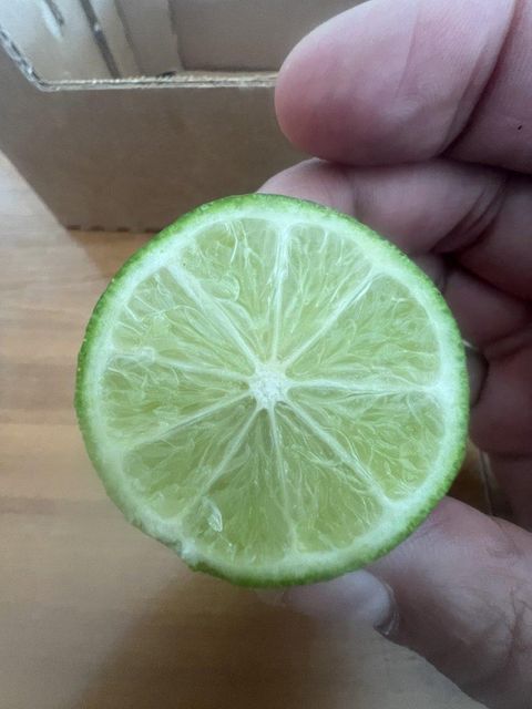 Persian lime - Image 4