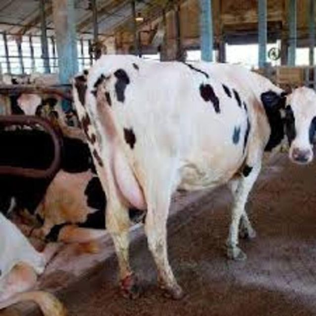 Fast Delivery Live Holstein Cows Healthy Purebred Dairy Cattle High Milk Yield for Commercial Farms and Export - Image 3