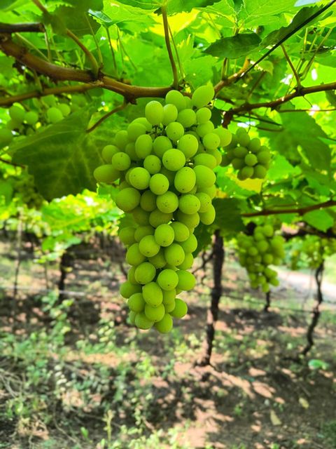Fresh Thompson seedless table grapes from India, 17°+ brix sugar, 16+ mm size, origin India, colour green. 2,500 corrugated boxes - containing 10 punnets of 500gm each. total- 12500 Kg. - Image 3