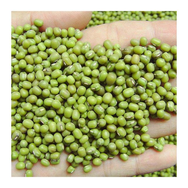Exportable Food Grade Munggo Current Year Crop Organic Cultivation Best Trade Certified Products Fresh Monggo Green Mung Beans – product photo 1, product detail gallery